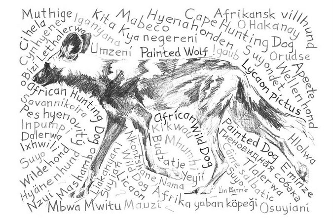 Lycaon pictus drawing with its many names