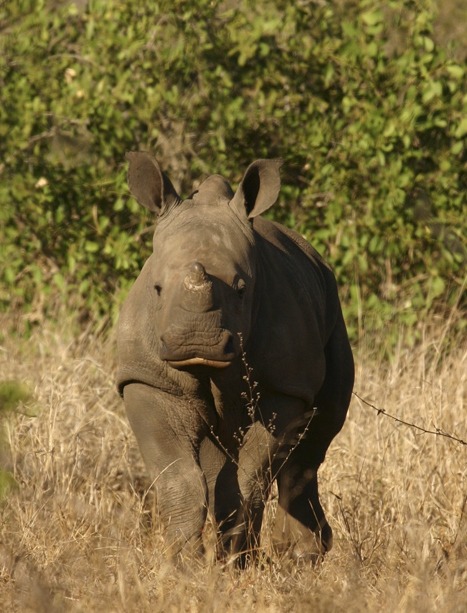 White rhino calf-001 - Africa Geographic