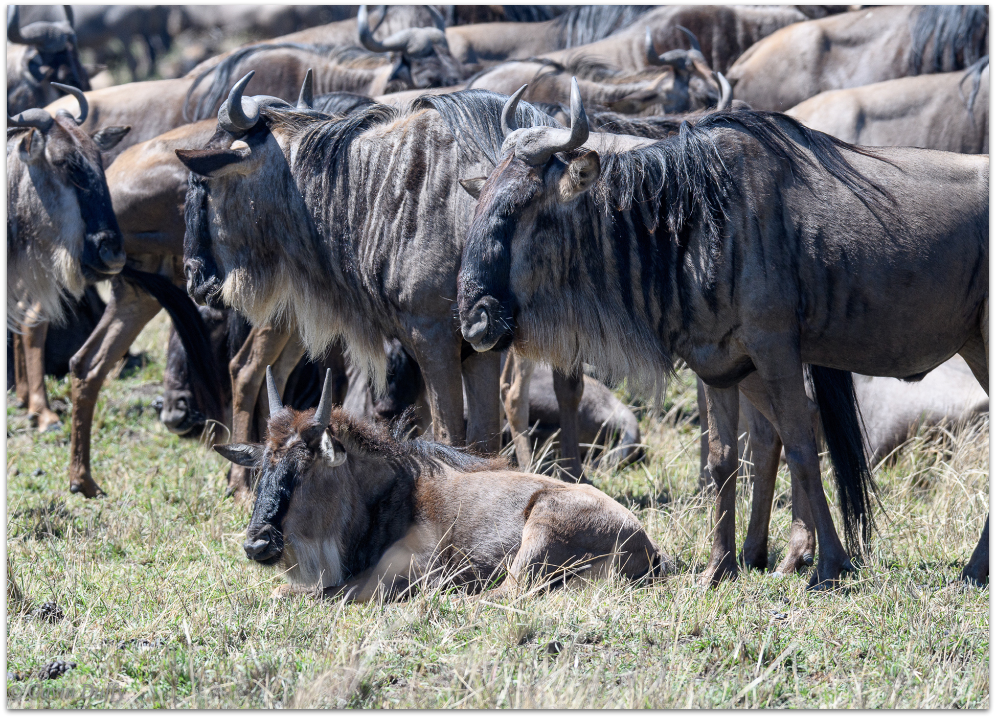 A wildebeest calf rests © Gavin Duffy