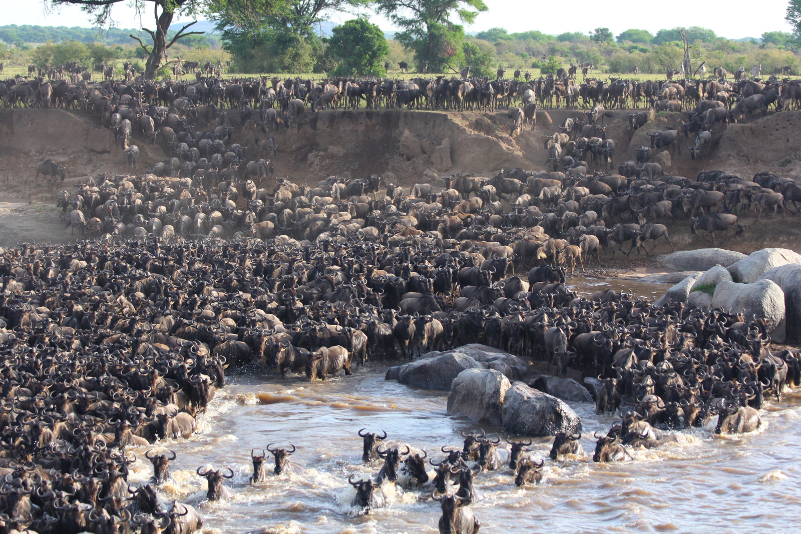 Epic Serengeti - Africa Geographic