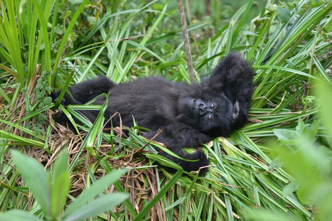 Young mountain gorilla