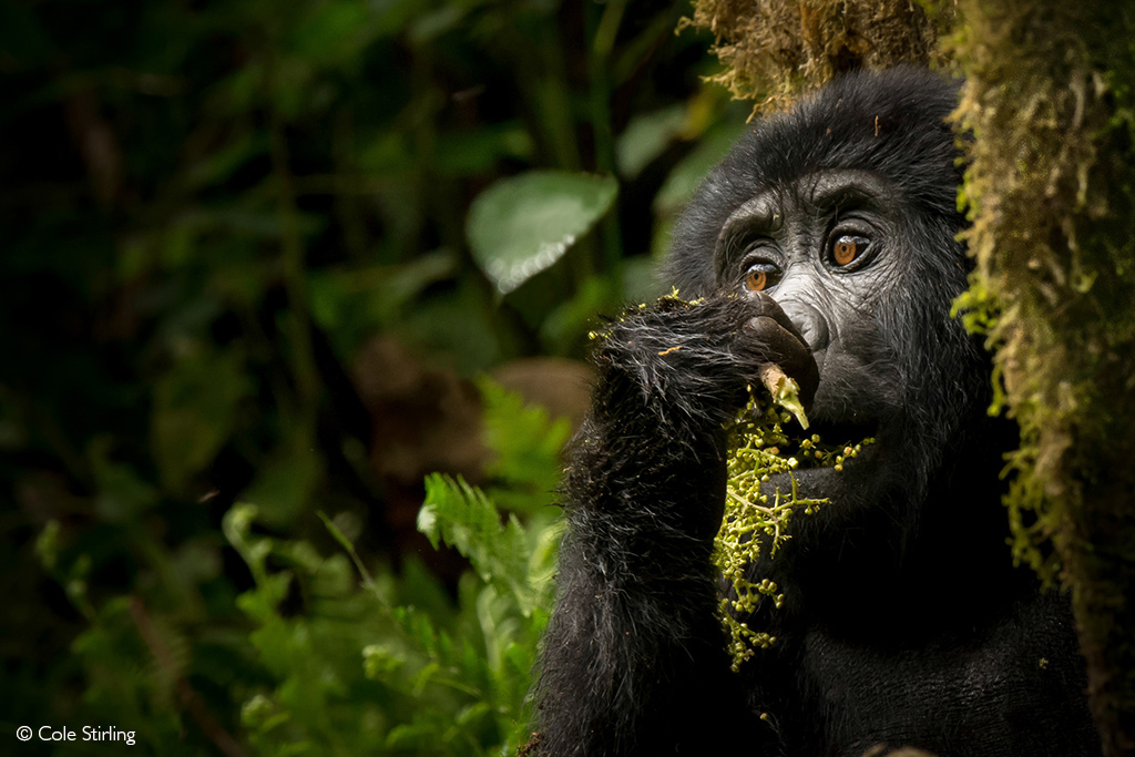 mountain gorilla
