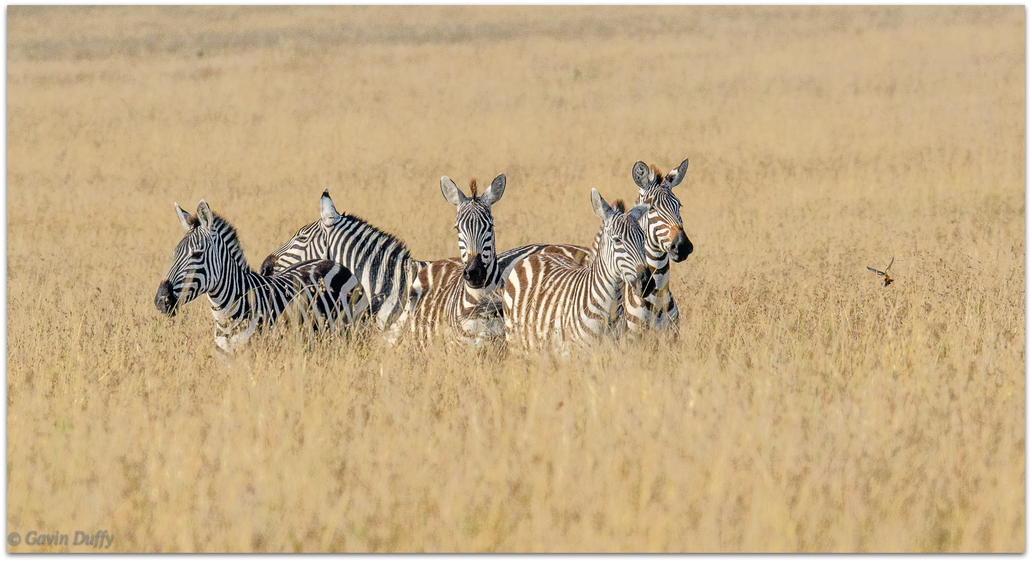 Zebra startled by a bird © Gavin Duffy