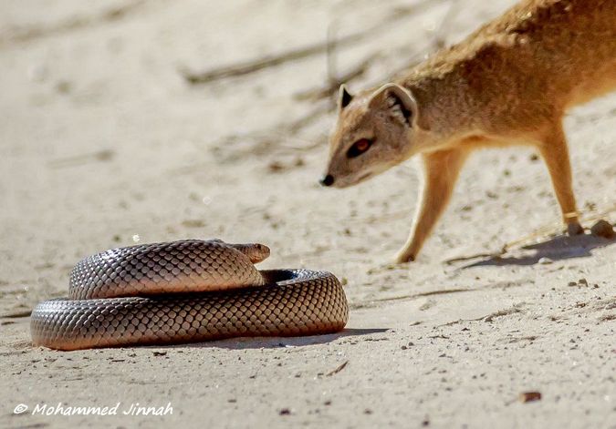 Incredible encounter: Mongoose versus snake - Africa Geographic