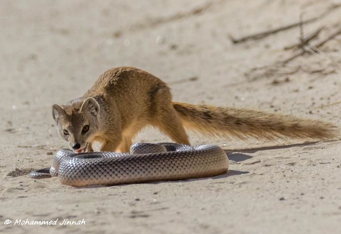 Incredible encounter: Mongoose versus snake - Africa Geographic