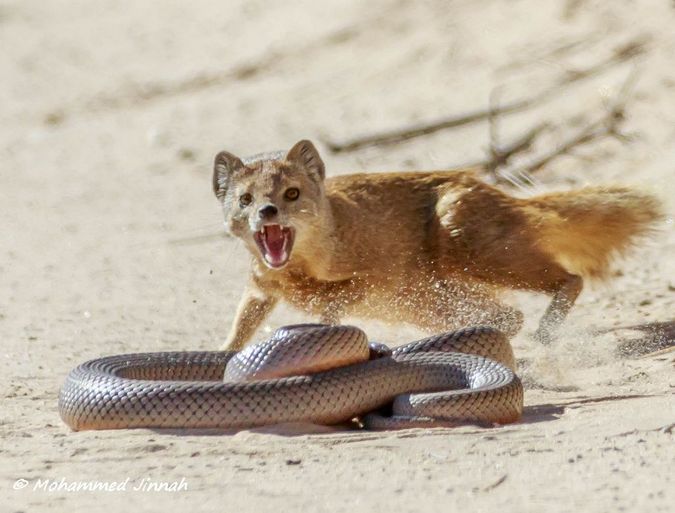 Incredible Encounter Mongoose Versus Snake Africa Geographic