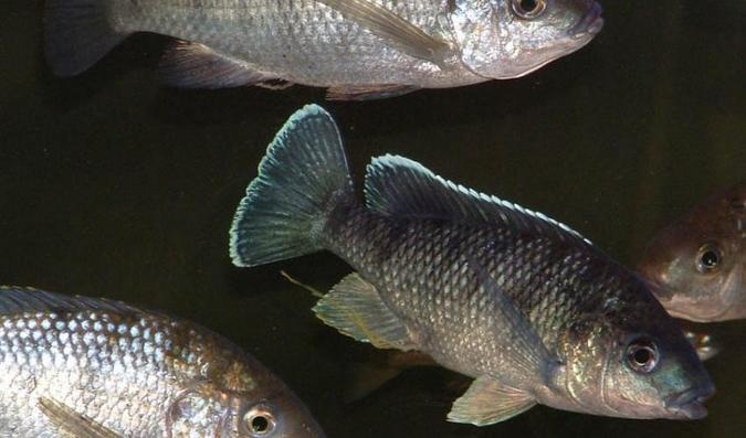 Quarter of world's freshwater fish at risk of extinction