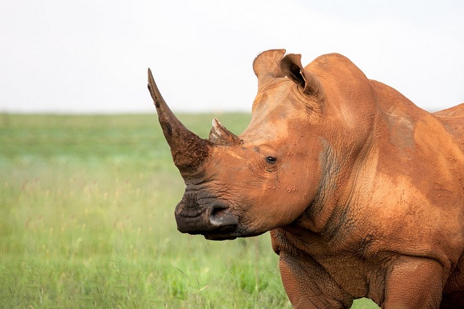 White rhino