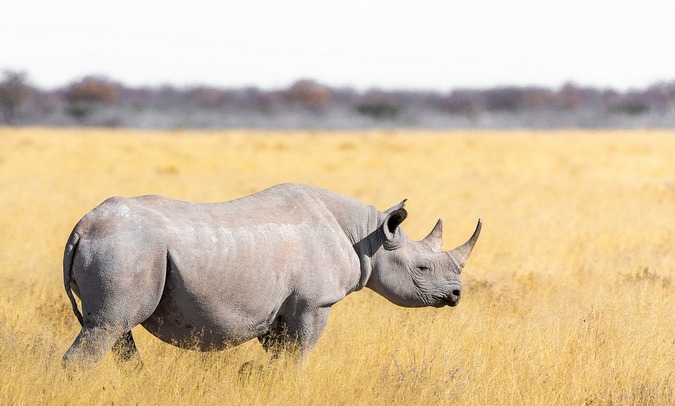 Black rhino in the wild
