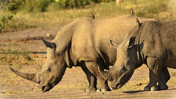 Two white rhinos in the wild