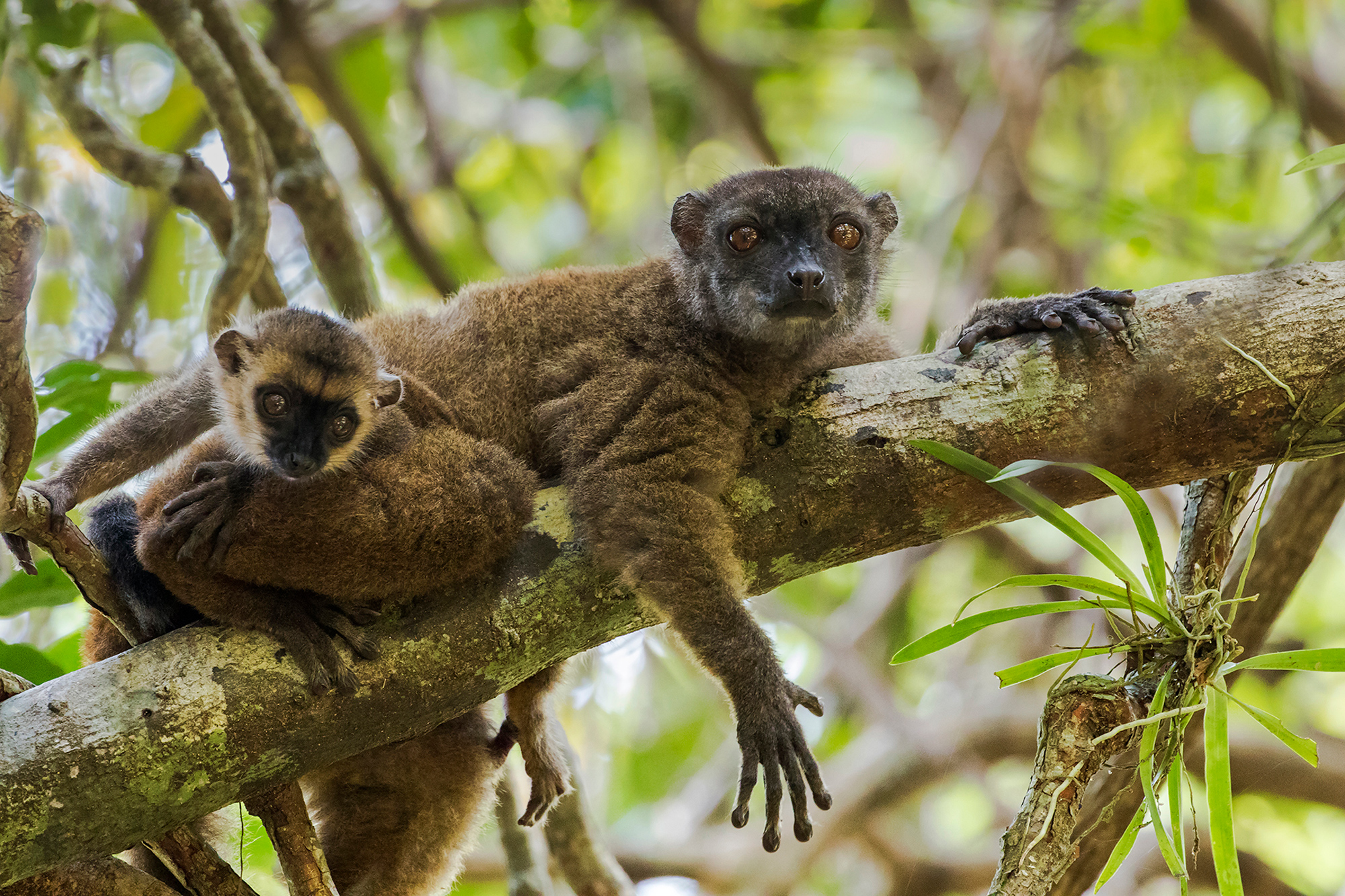 A white-fronted brown lemur rests with her baby in Madagascar