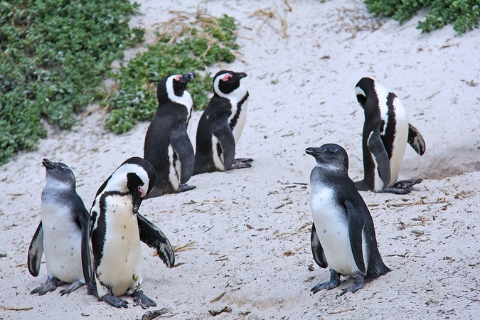 Adult and juvenile African penguins