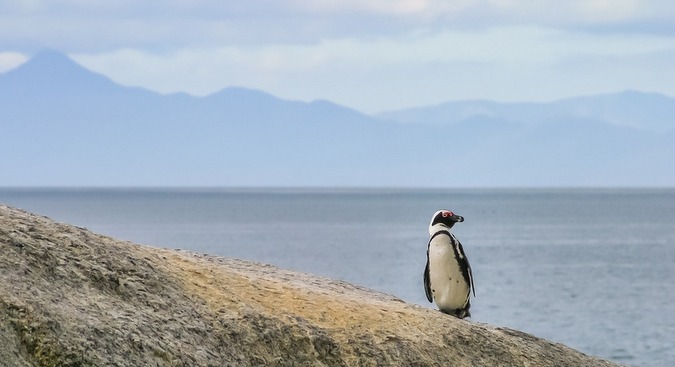 Penguin standing on rock at Boulder's beach