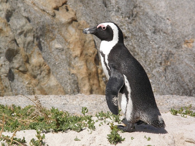 The African penguin (Spheniscus demersus)