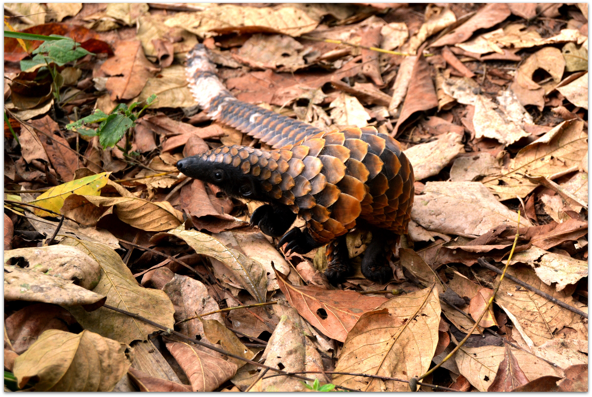 Pangolins – The Most Trafficked Mammal on Earth - Africa Geographic