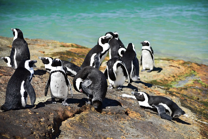 African penguins (Spheniscus demersus) in Simon's Town, Cape Town