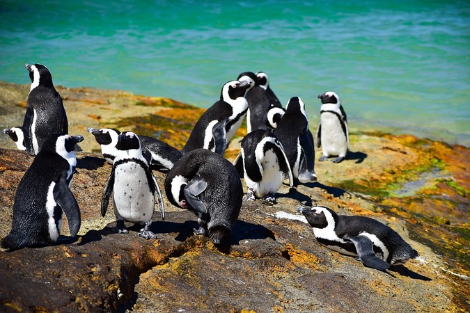 Boulders beach penguins - Africa Geographic