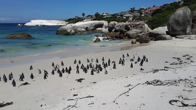 African penguins at Boulders Beach in Simon's Town