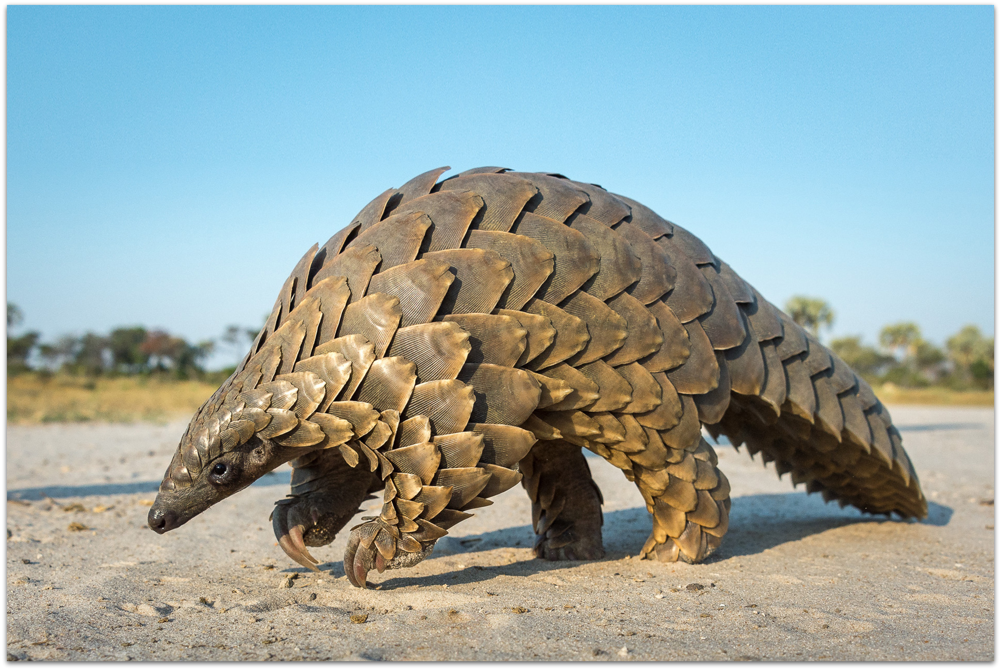 Ground Pangolin Pangolin Species HXPEW