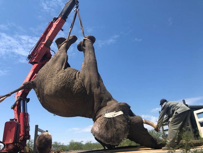 Elephant being lifted onto flatbed trailer during relocation, 4 elephants die during relocation