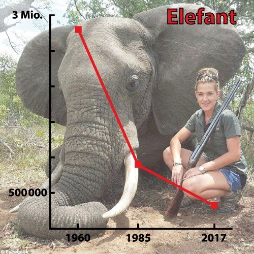 Statistics of elephant population, with hunter and dead elephant as background