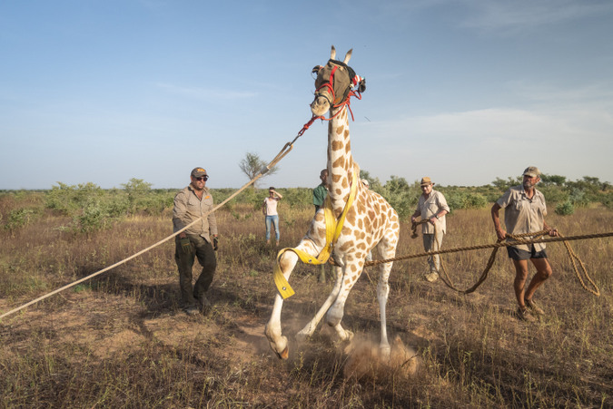 Giraffe captured for relocation