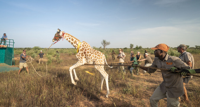 Giraffe Capture-3 (c) GCF_Sean Viljoen - Africa Geographic