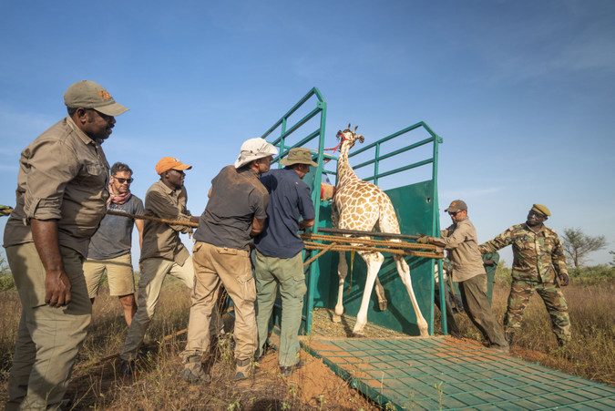 Giraffe being led into container for relocation