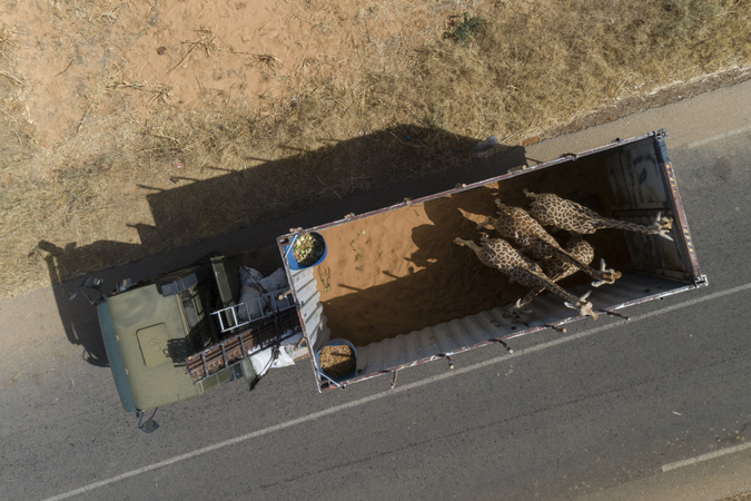 Aerial view of giraffes in truck during relocation