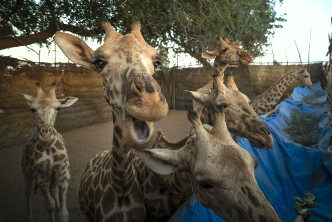 Relocated giraffe in boma