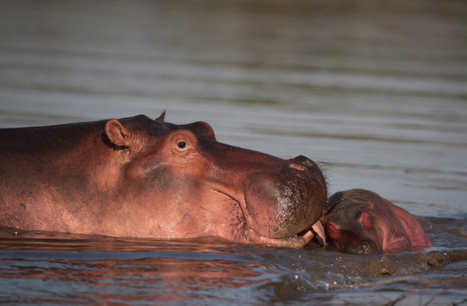 Hippo investigating small baby hippo hippos