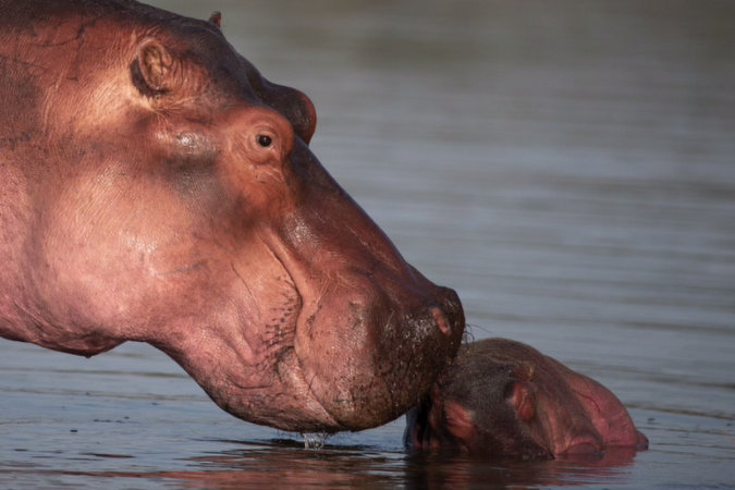 Male hippo inspecting sick or injured baby hippos