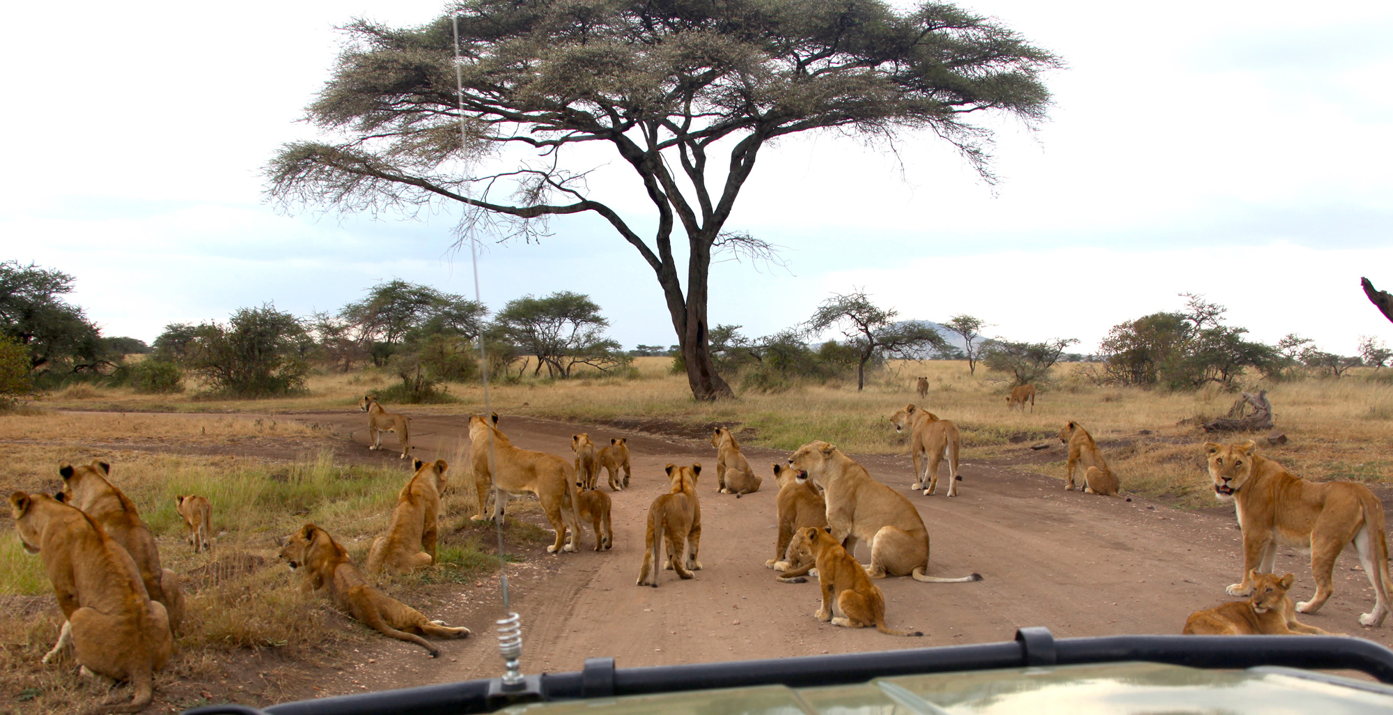 Lion pride blocking game drive vehicle in Serengeti, Tanzania