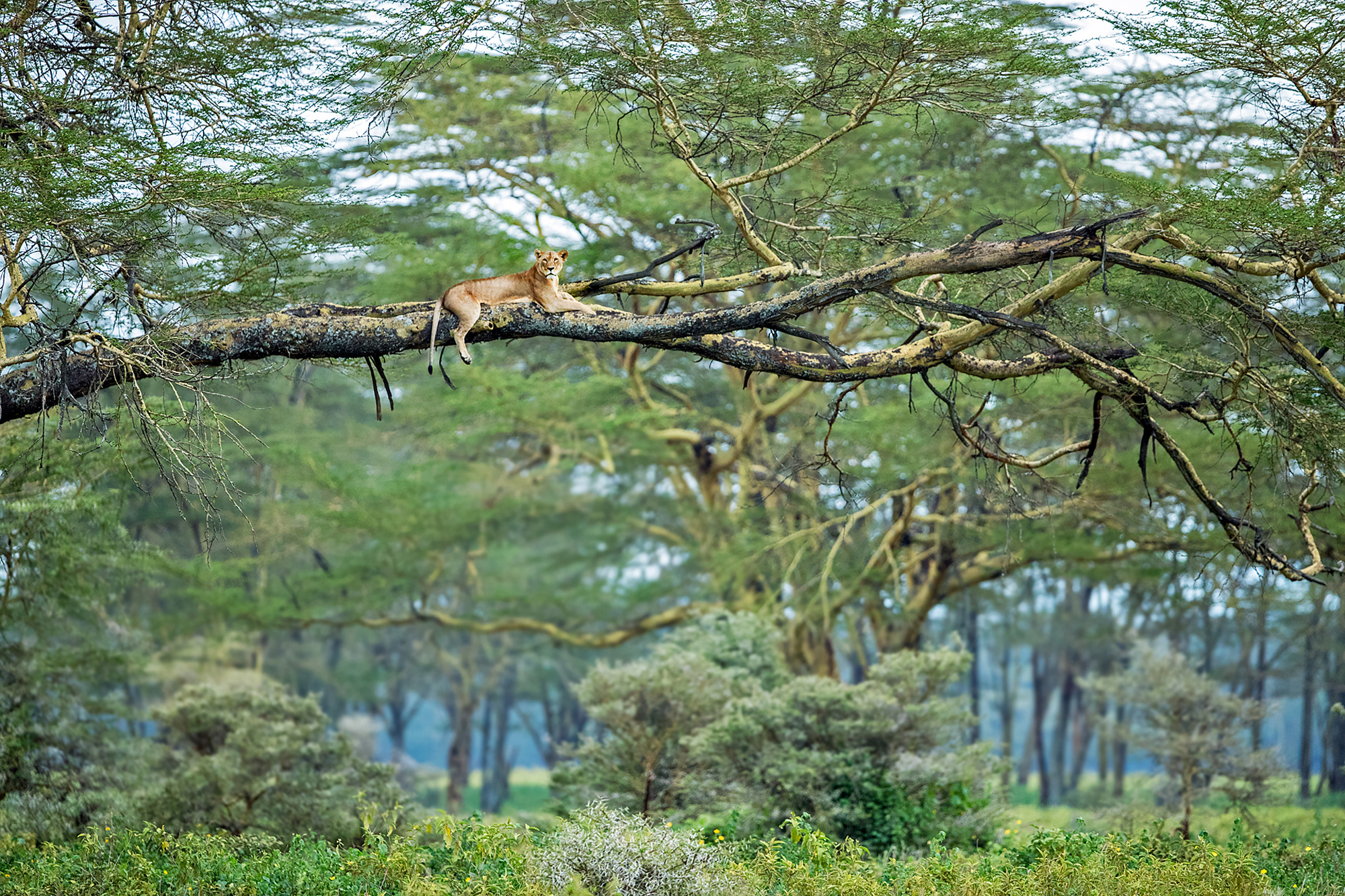A lion rests in a tree in Lake Nakuru National Park, Kenya