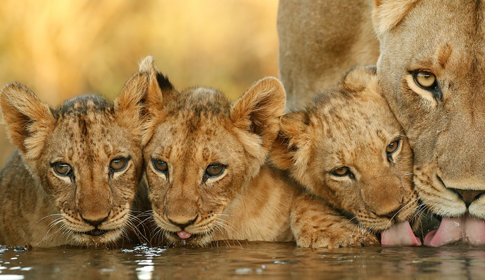 A lioness and her cubs drinking