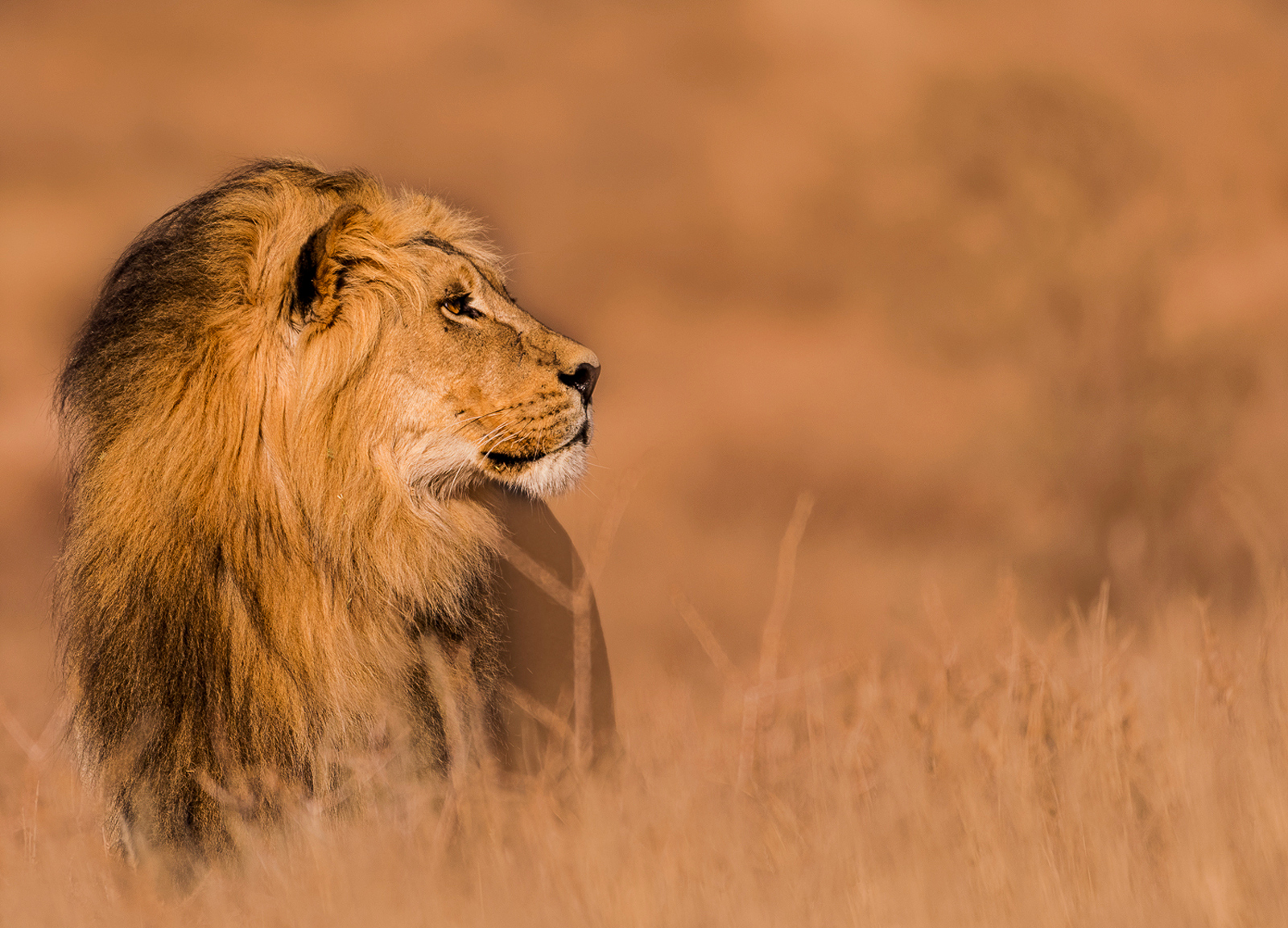 Male lion in the morning sunrise in Kgalagadi Transfrontier Park