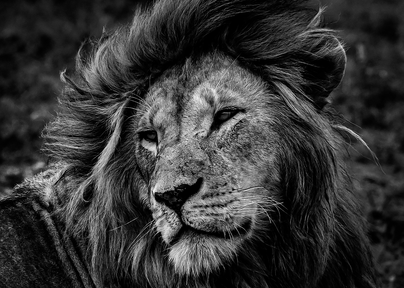 Black and white image of a lion in Tanzania