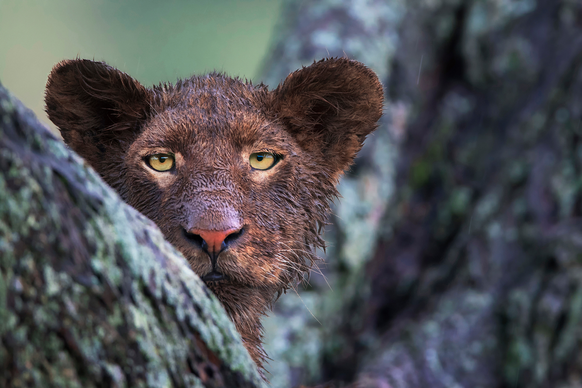 A young lion covered in mud in Serengeti