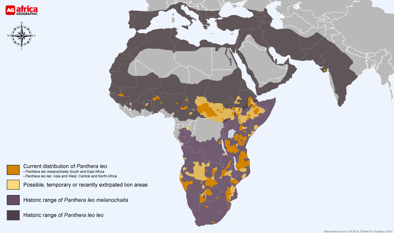 Panthera leo distribution map