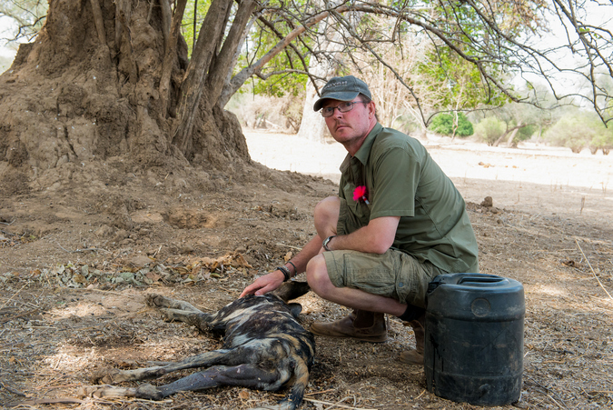 Peter Blinston having darted painted wolf Tait to remove her failed collar