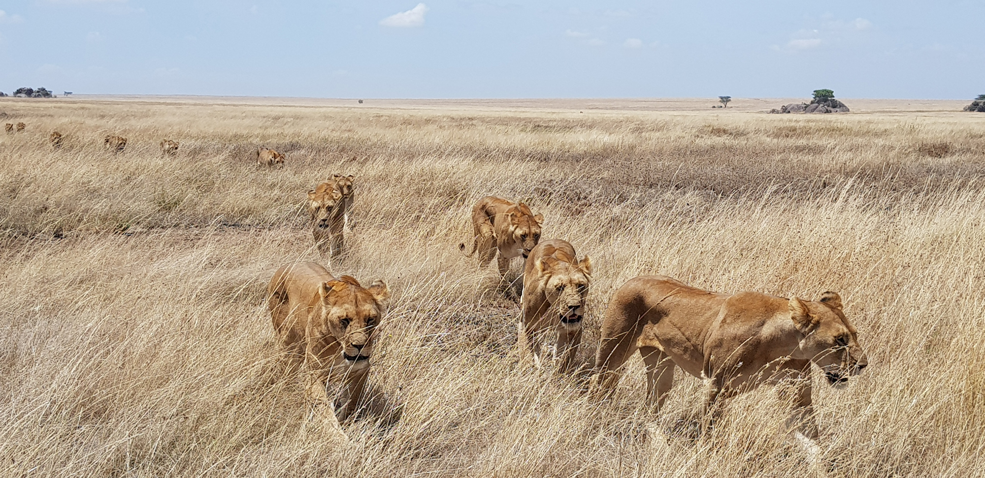 Pride of lions walking through grasslands of Serengeti