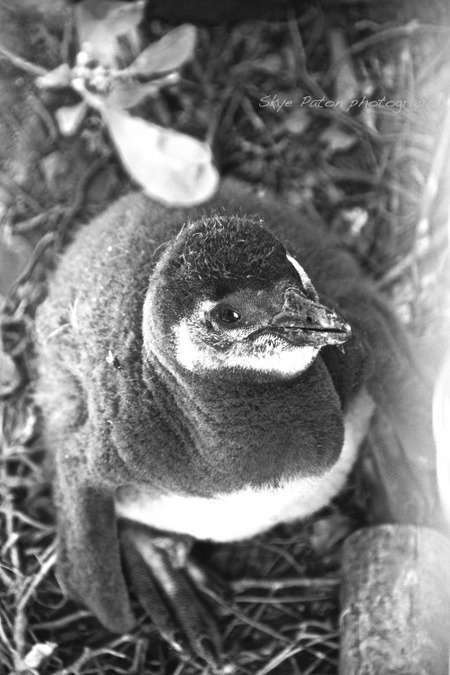 African penguin chick