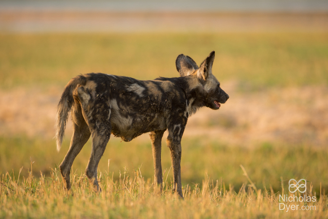 Tait, the painted wolf of Mana Pools