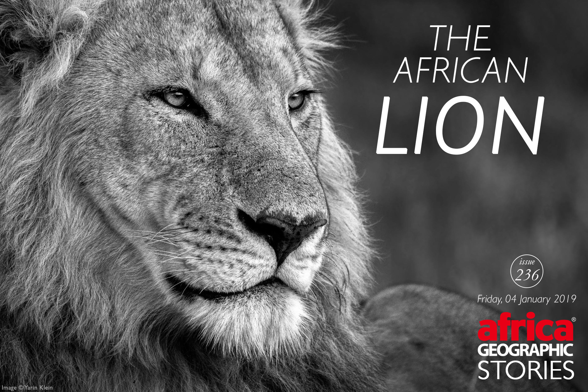 African lion, facts and photos