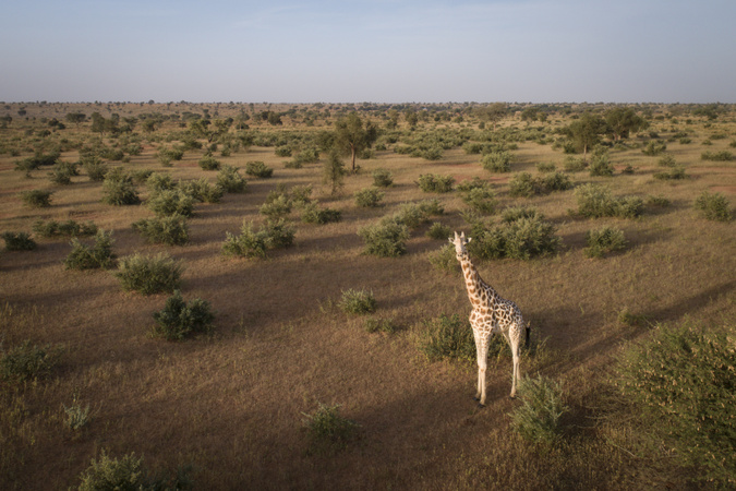 West African giraffe