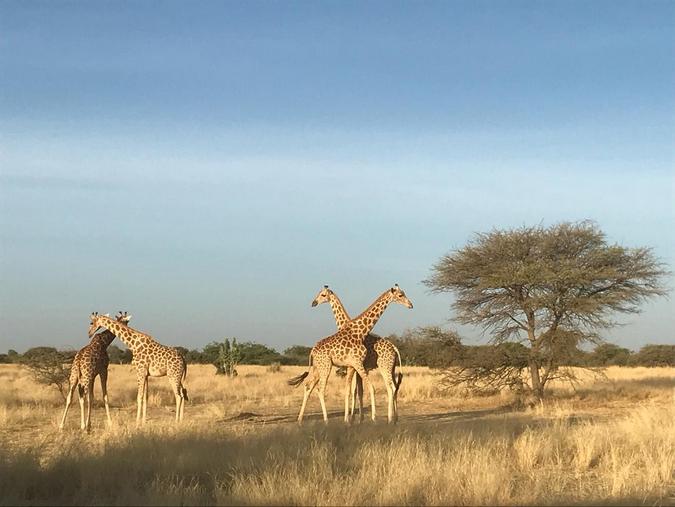 West African giraffe