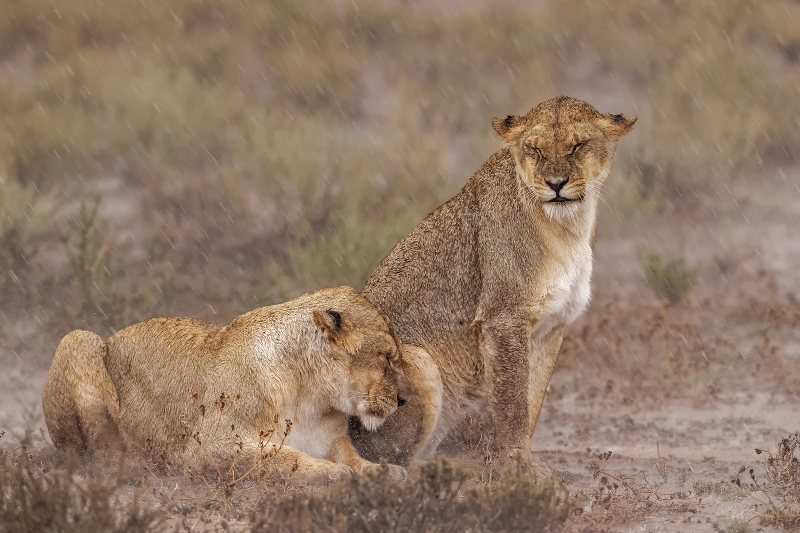 Lionesses sitting in the rain in Kgalagadi Transfrontier Park