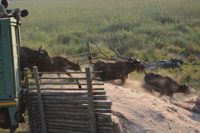 Buffalo released into Maputo Special Reserve