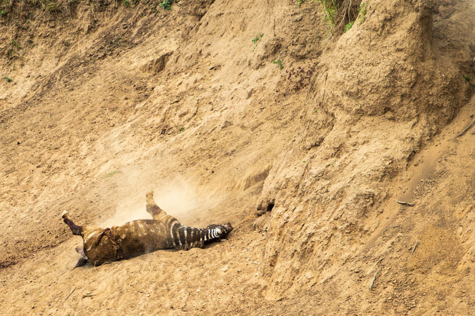 Brutal: Crocodile rips out zebra's guts during Mara River crossing