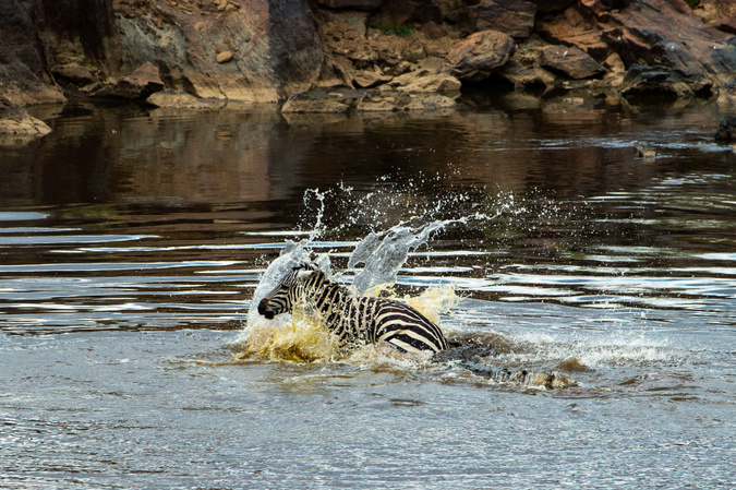 Brutal: Crocodile rips out zebra's guts during Mara River crossing